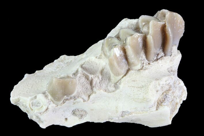 Oreodont (Leptauchenia) Jaw Section - South Dakota #73660
